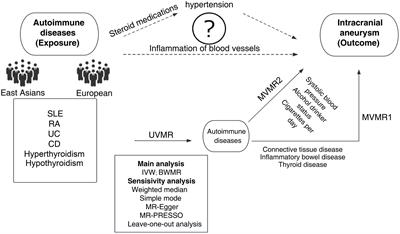 The relationship between autoimmune disorders and intracranial aneurysms in East Asian and European populations: a bidirectional and multivariable two-sample Mendelian randomization study